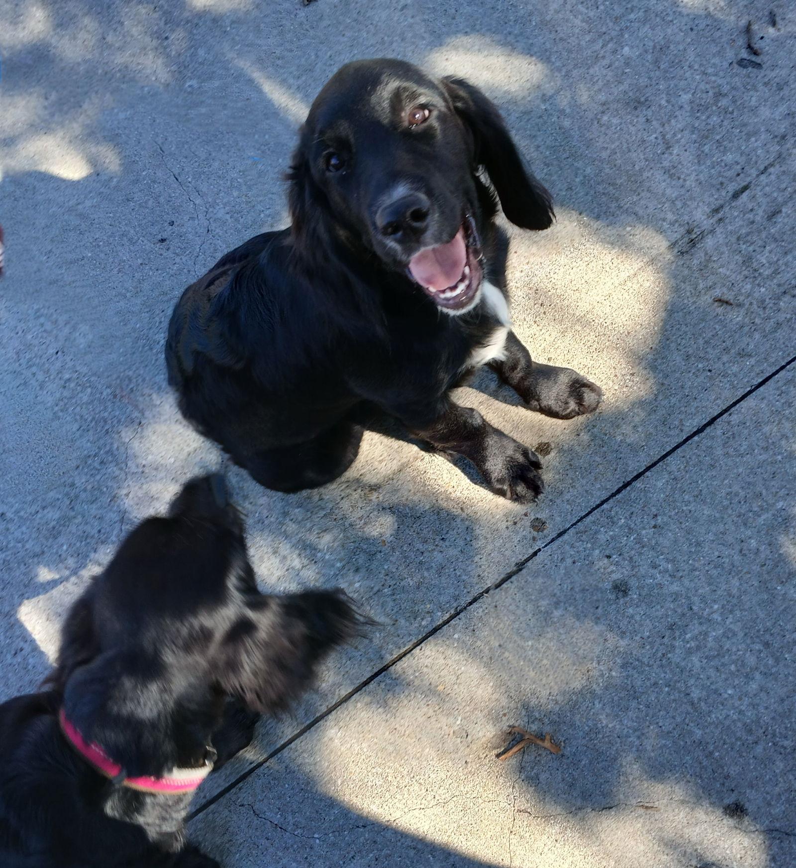 Penny, Adopted, Puppy Female English Springer Spaniel & Golden Retriever.
