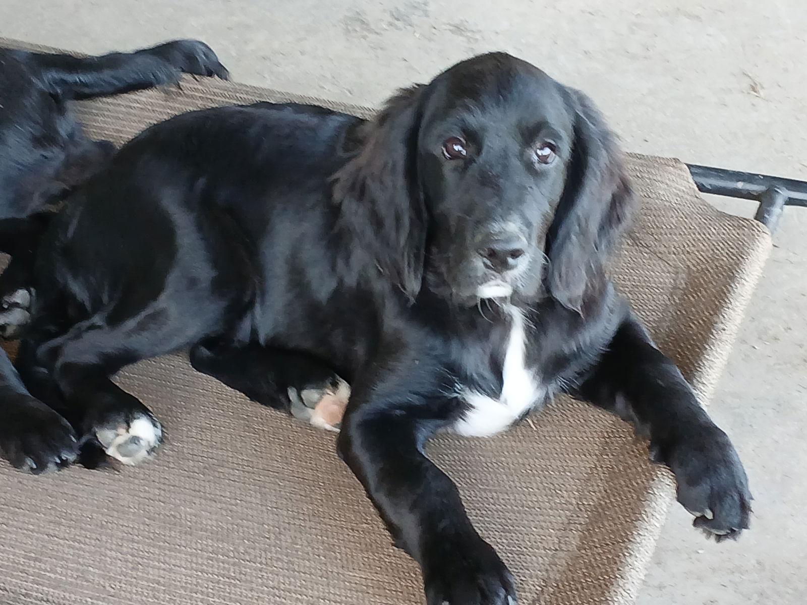 Penny, a Adopted mixed breed image 2/3