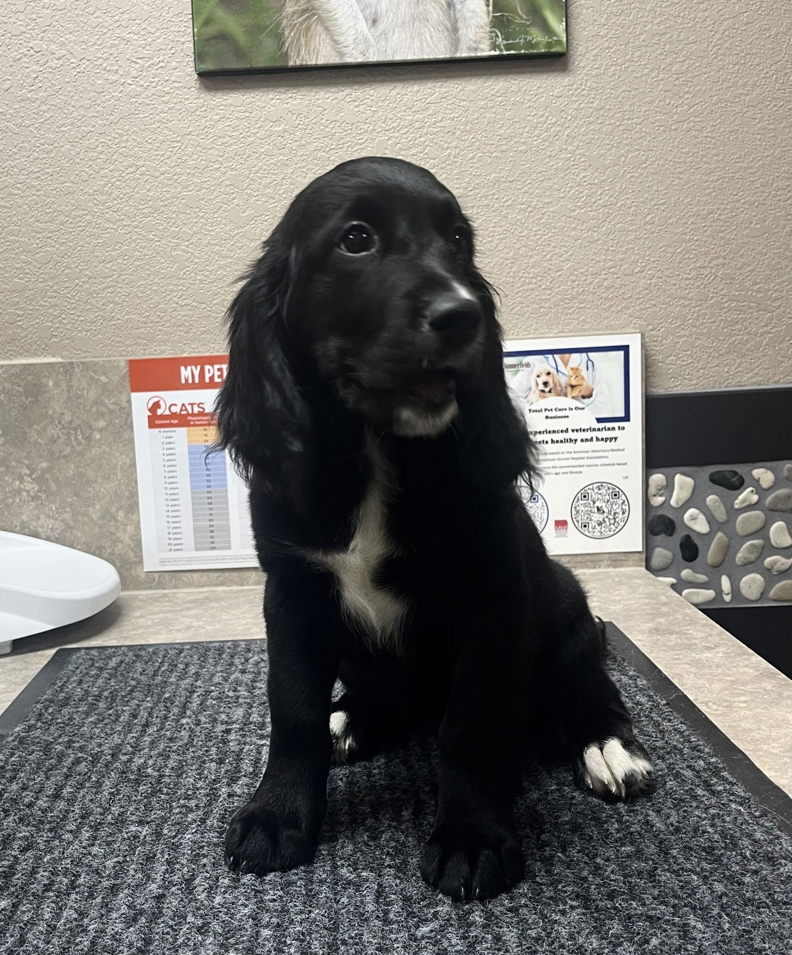 Penny, a Adopted mixed breed image 3/3