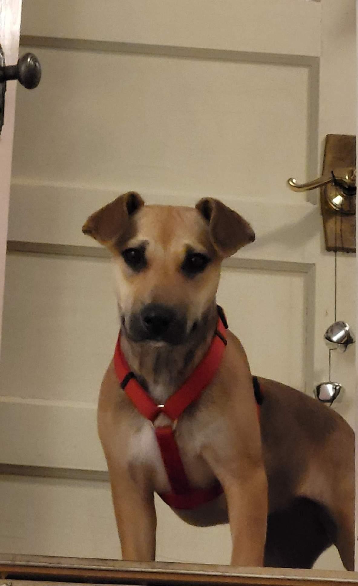 Honeybee, an adoptable Dachshund in Polson, MT, 59860 | Photo Image 3