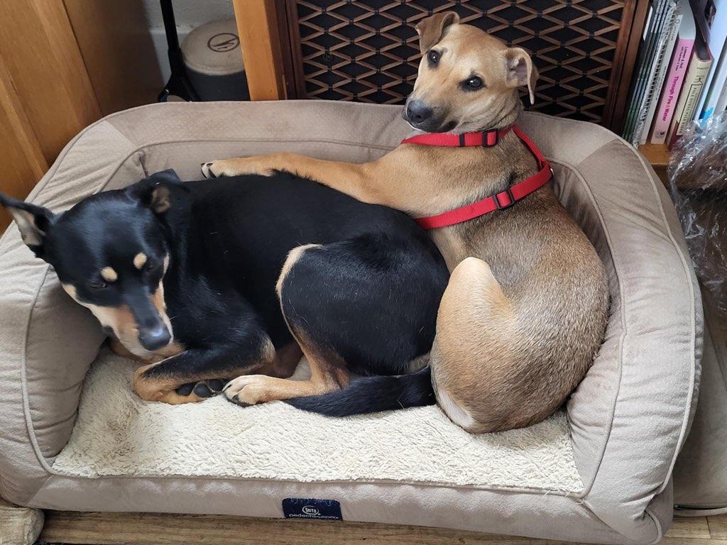 Honeybee, an adoptable Dachshund in Polson, MT, 59860 | Photo Image 4