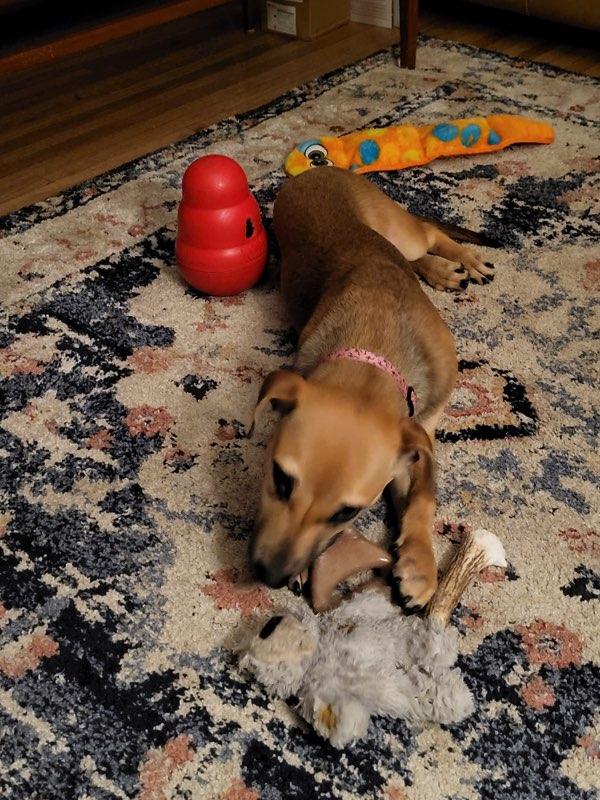Honeybee, an adoptable Dachshund in Polson, MT, 59860 | Photo Image 5