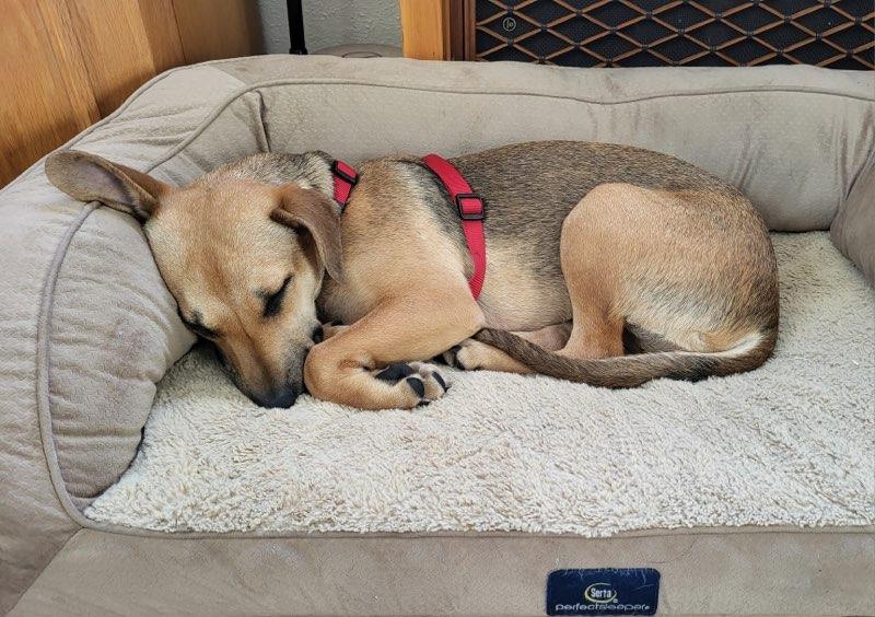 Honeybee, an adoptable Dachshund in Polson, MT, 59860 | Photo Image 1
