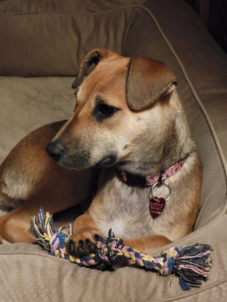 Honeybee, an adoptable Dachshund in Polson, MT, 59860 | Photo Image 6