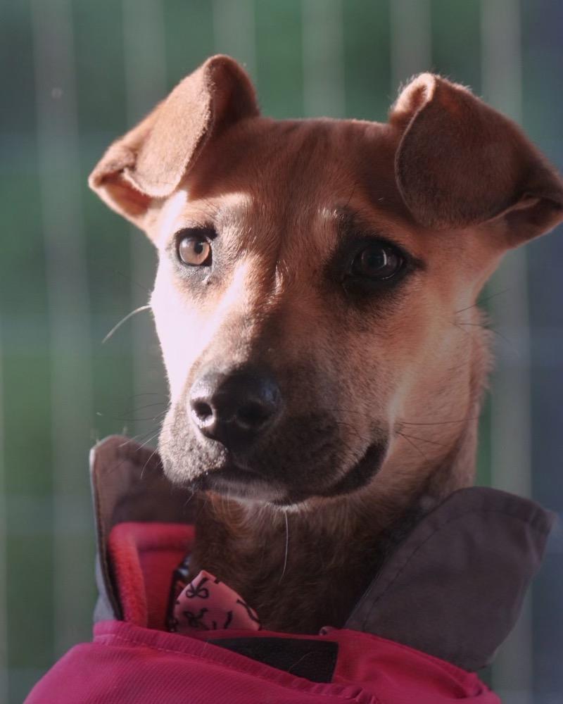 Honeybee, an adoptable Dachshund in Polson, MT, 59860 | Photo Image 2