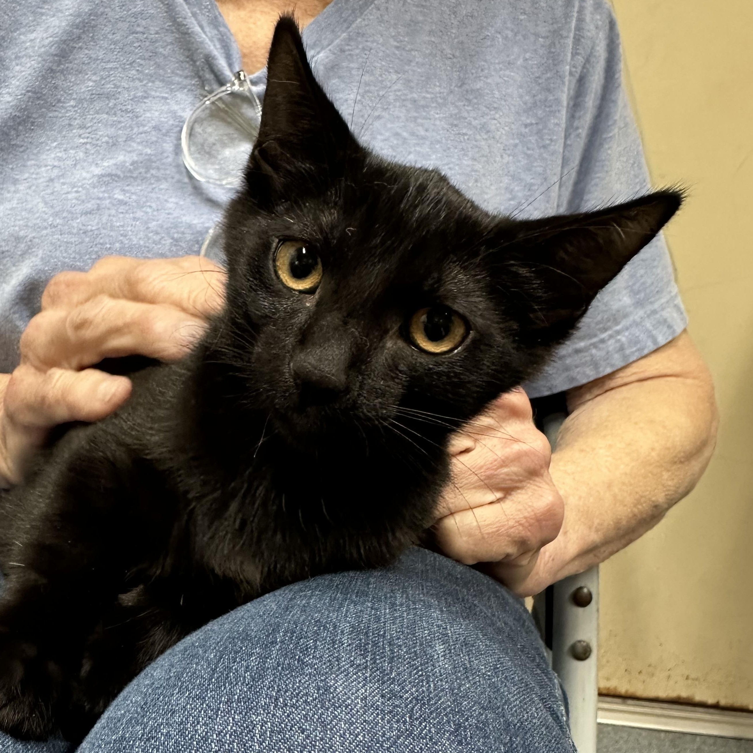 Abigail & Asher Bonded Pair, a ADOPTABLE Domestic Short Hair in Clifton, NJ image 2/6