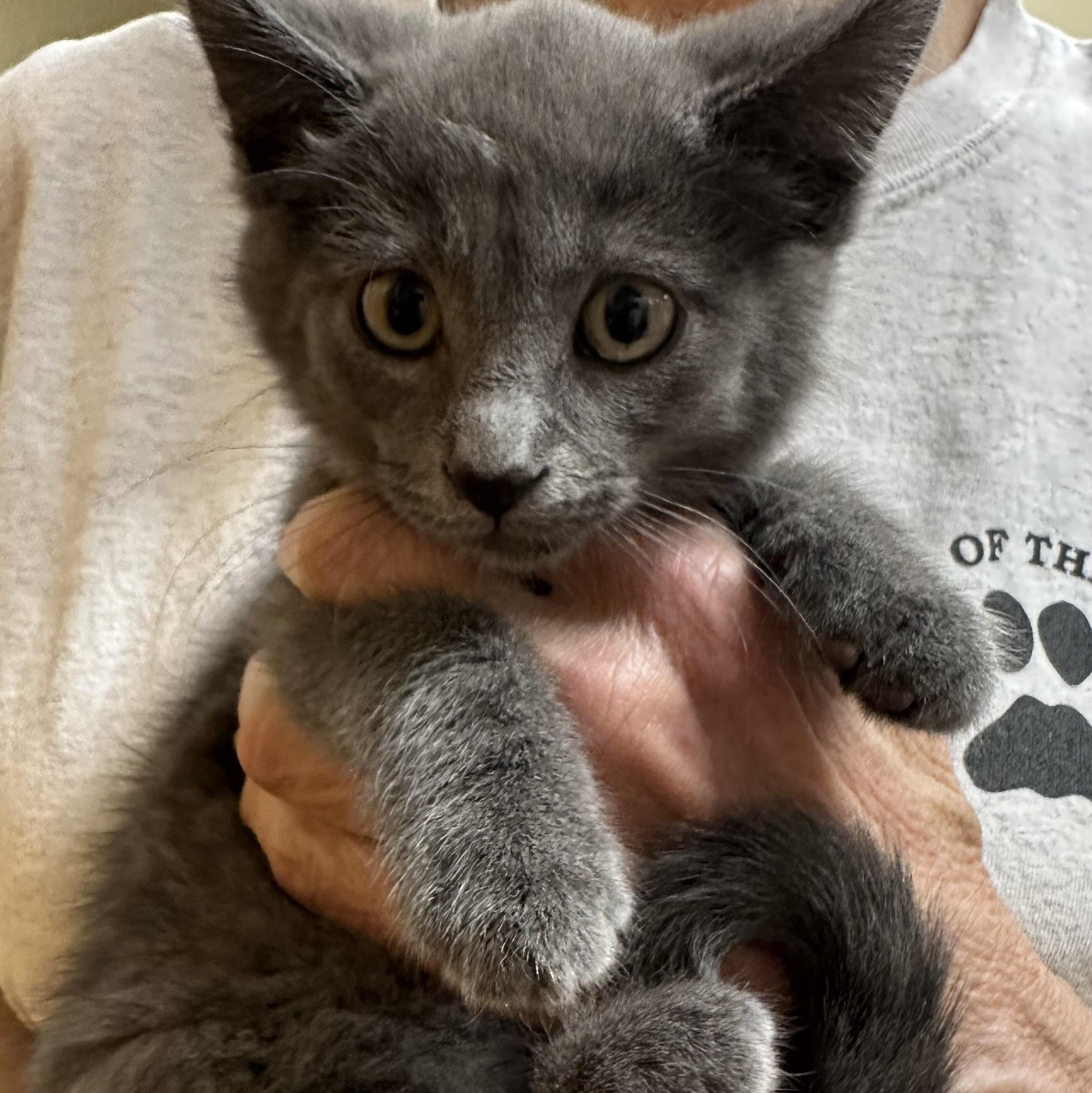 Abigail & Asher Bonded Pair, a ADOPTABLE Domestic Short Hair in Clifton, NJ image 2/5