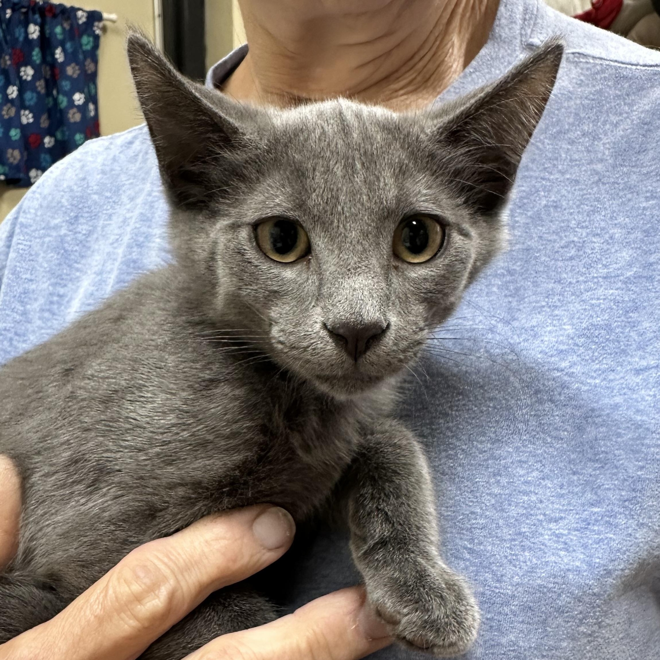 Abigail & Asher Bonded Pair, a ADOPTABLE Domestic Short Hair in Clifton, NJ image 4/6
