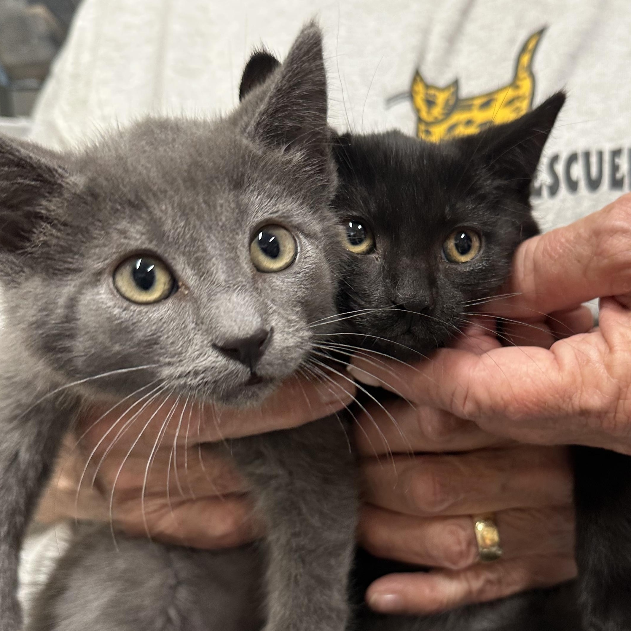 Abigail & Asher Bonded Pair, a ADOPTABLE Domestic Short Hair in Clifton, NJ image 5/5