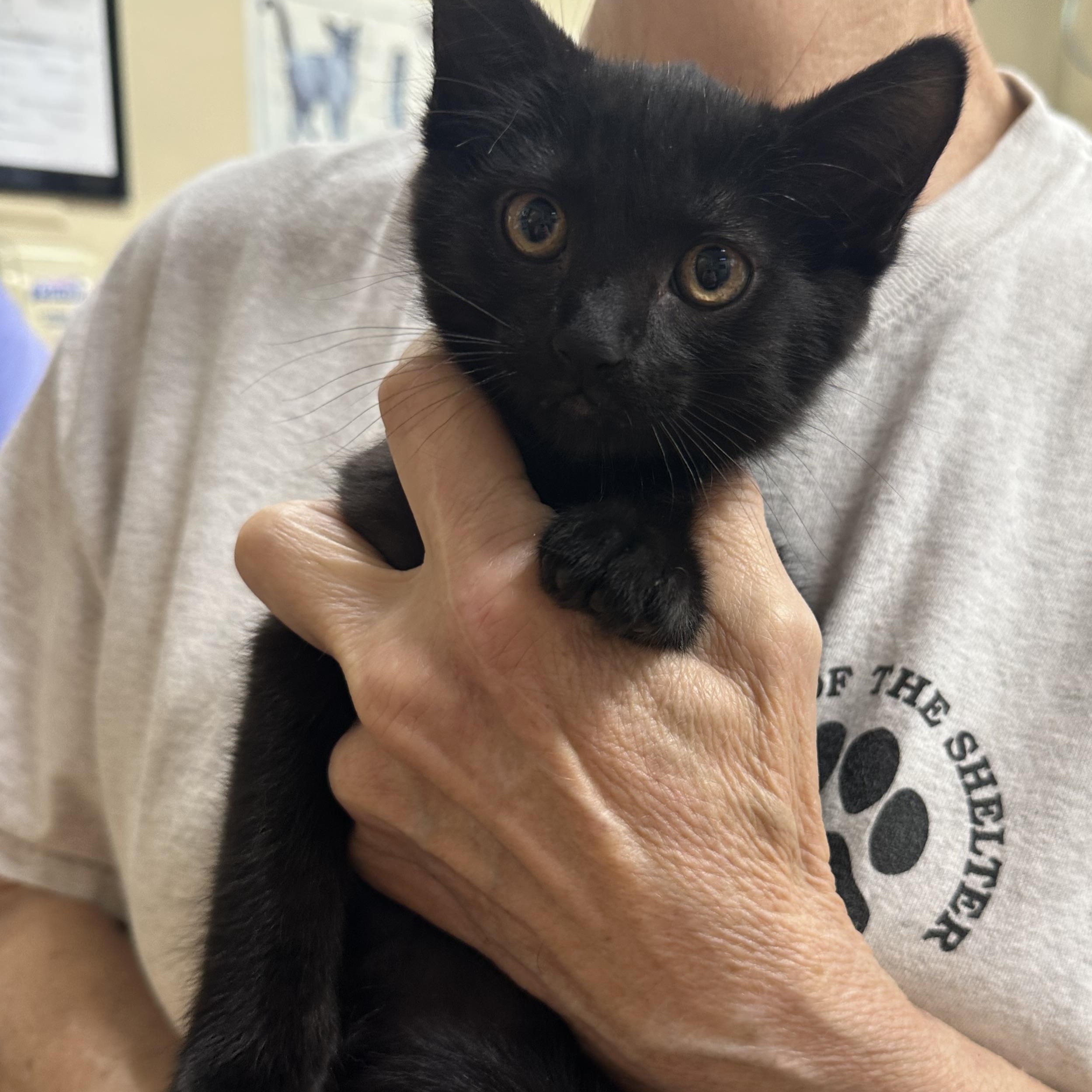 Abigail & Asher Bonded Pair, a ADOPTABLE Domestic Short Hair in Clifton, NJ image 3/5