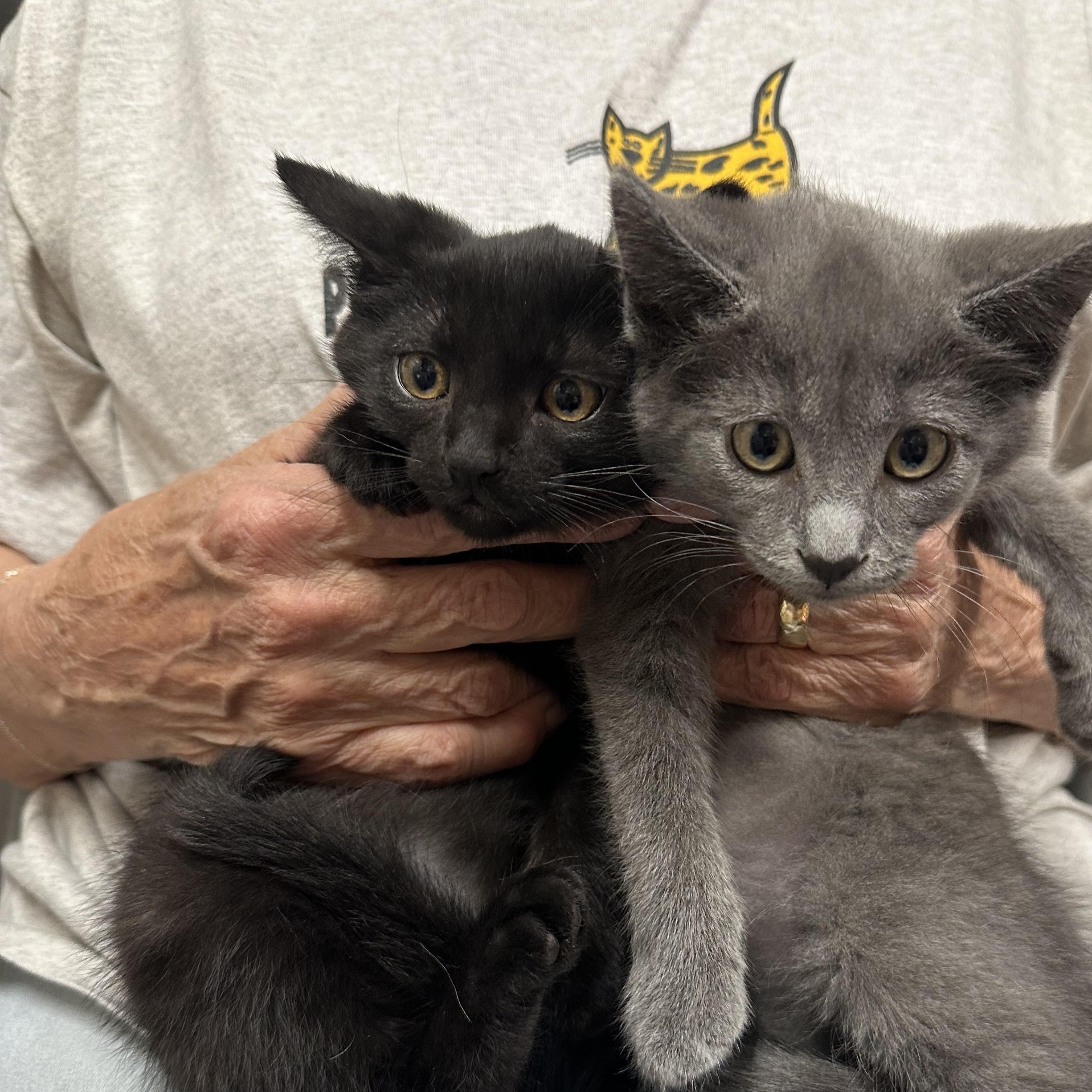 Abigail & Asher Bonded Pair, a ADOPTABLE Domestic Short Hair in Clifton, NJ image 4/5