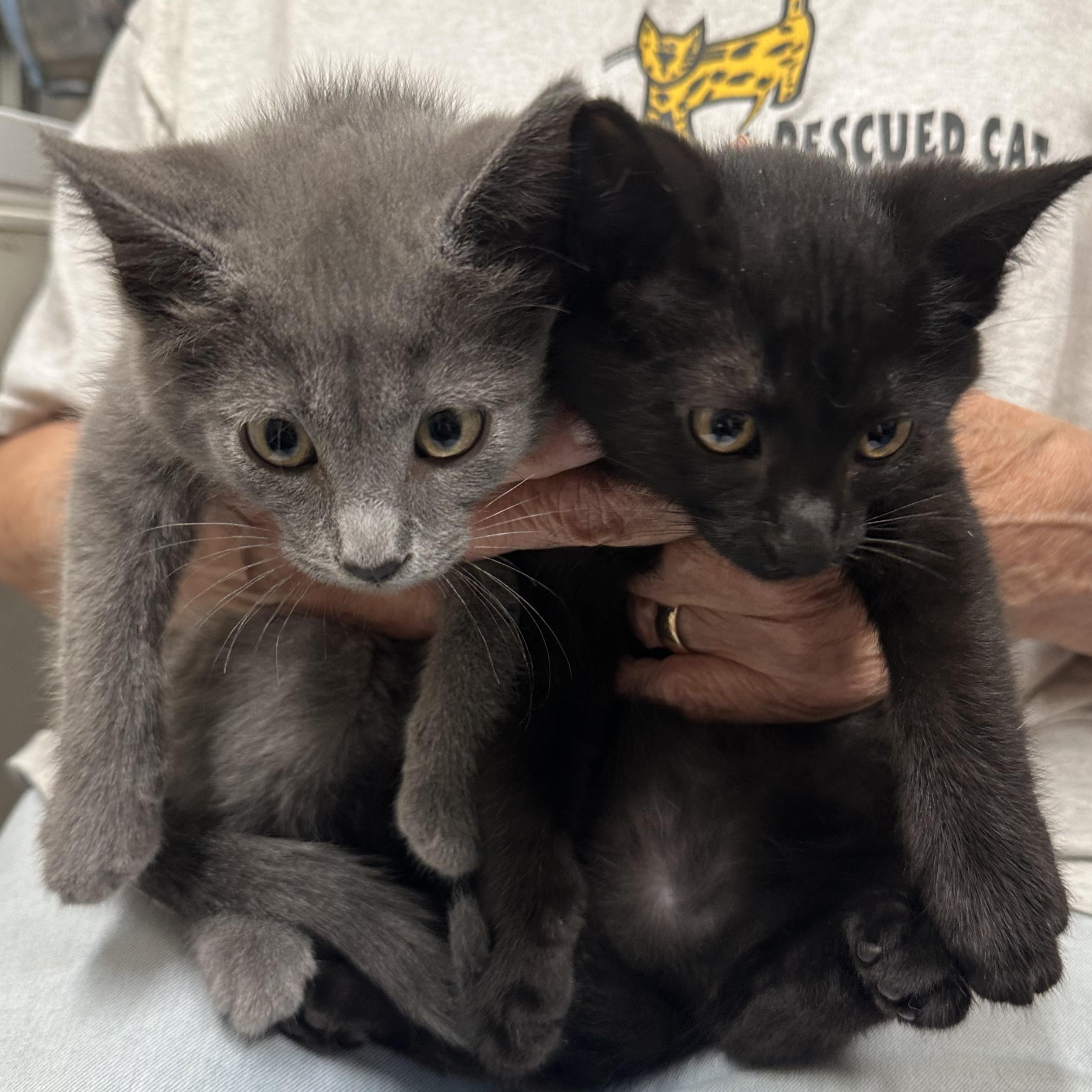 Abigail & Asher Bonded Pair, a ADOPTABLE Domestic Short Hair in Clifton, NJ image 1/5