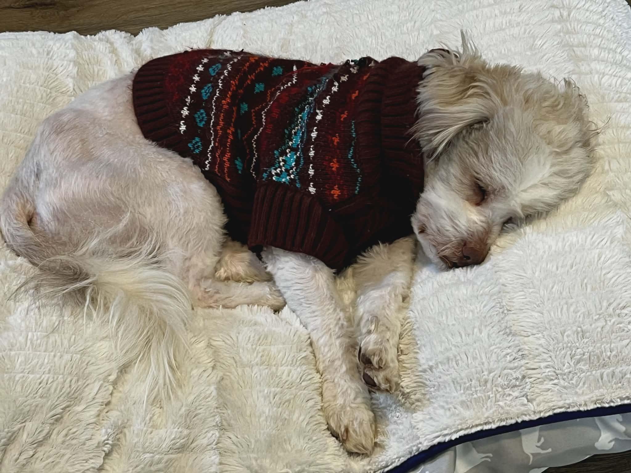 Tom Boy, a ADOPTABLE mixed breed in Ellicott City, MD image 3/6