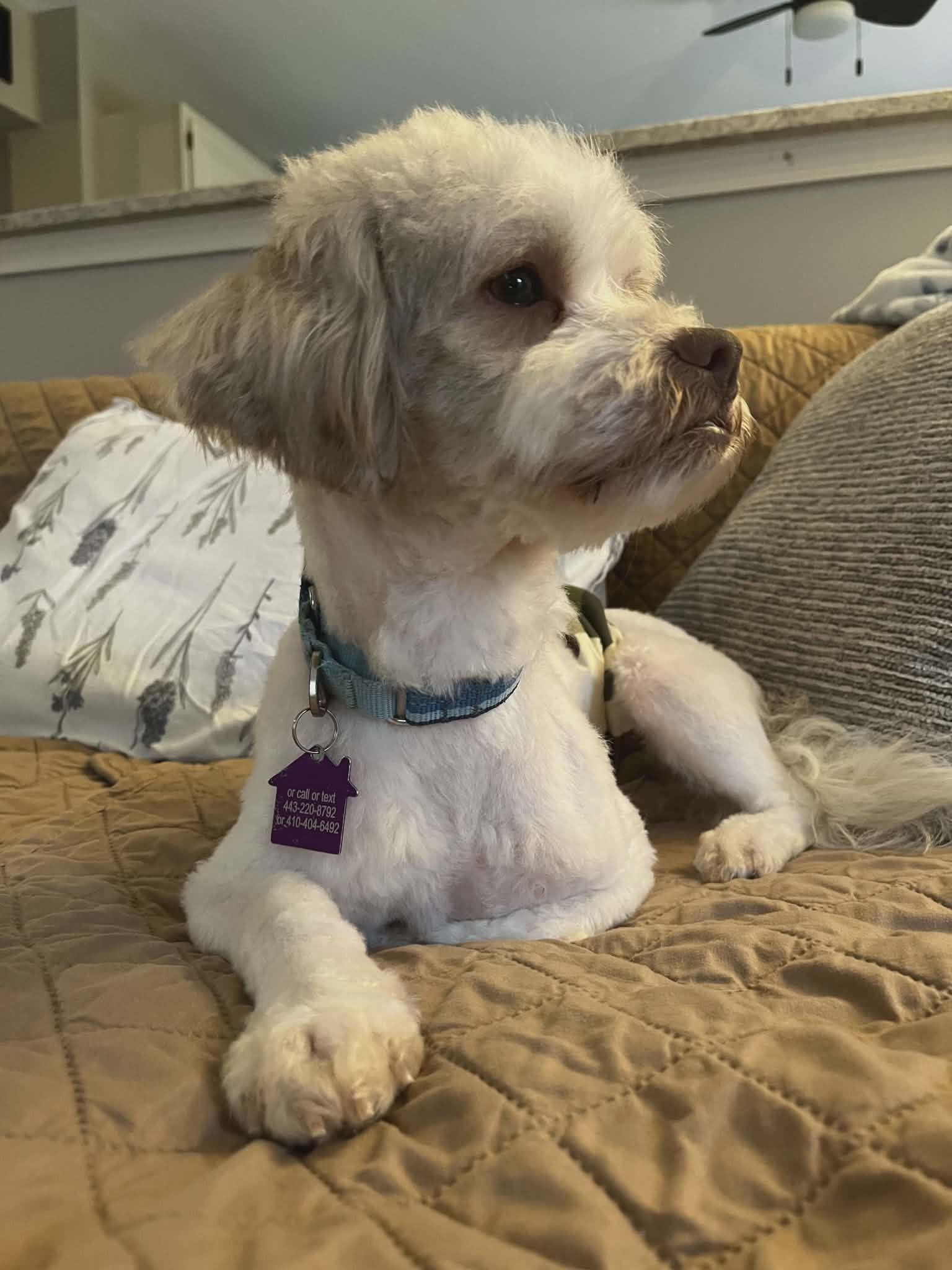 Tom Boy, a ADOPTABLE mixed breed in Ellicott City, MD image 4/6