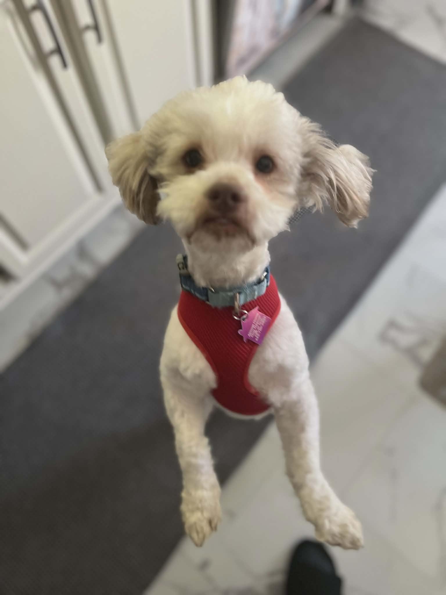 Tom Boy, ADOPTABLE, Young Male Lhasa Apso & Shih Tzu.