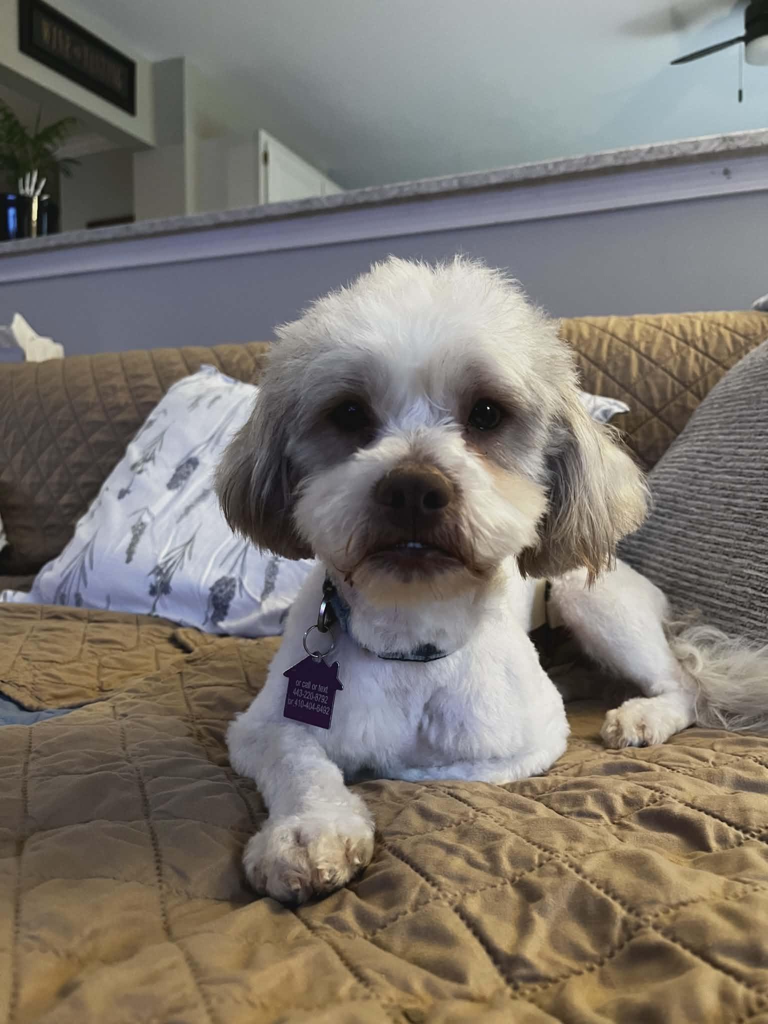 Tom Boy, a ADOPTABLE mixed breed in Ellicott City, MD image 5/6