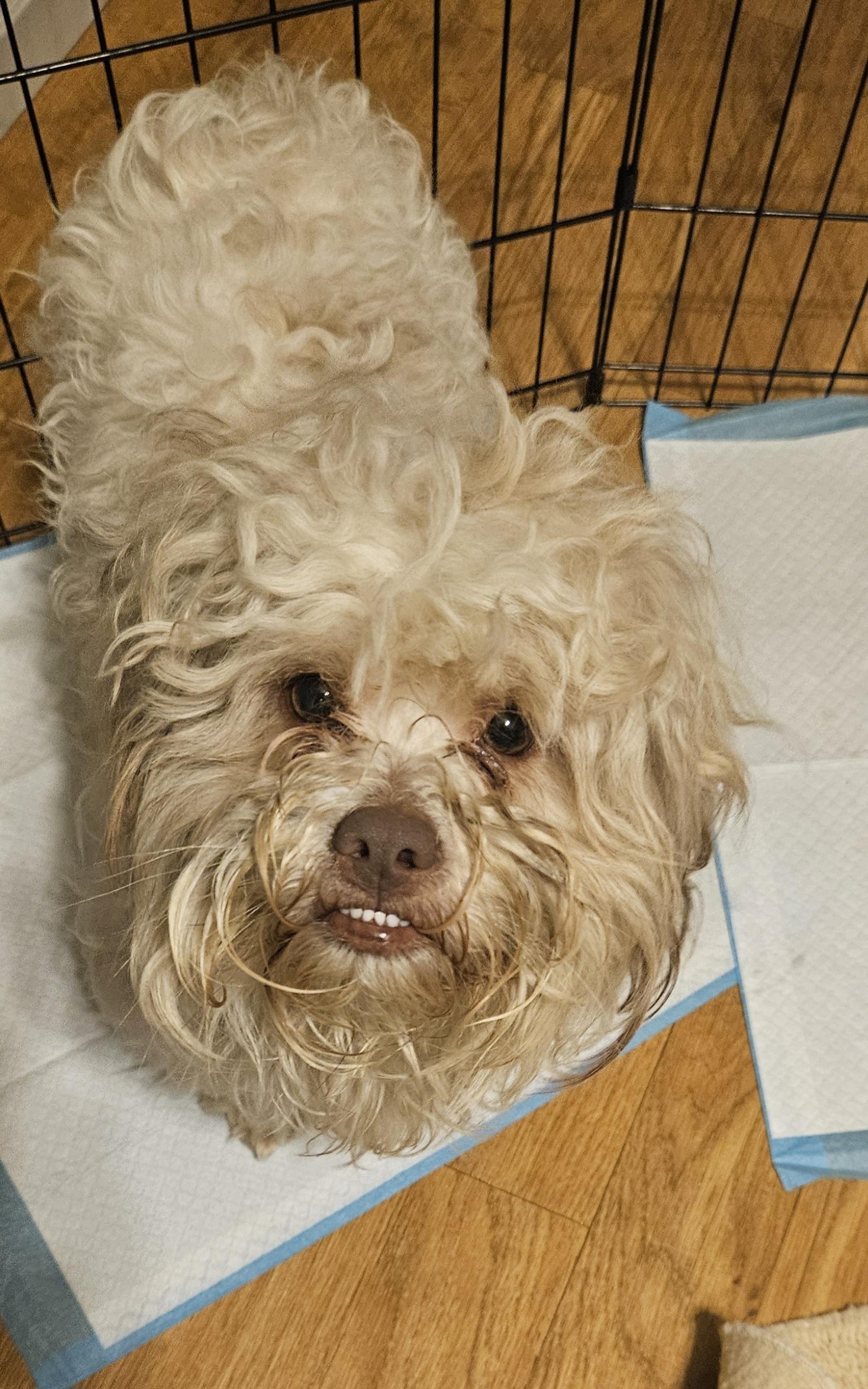 Tom Boy, a ADOPTABLE mixed breed in Ellicott City, MD image 6/6