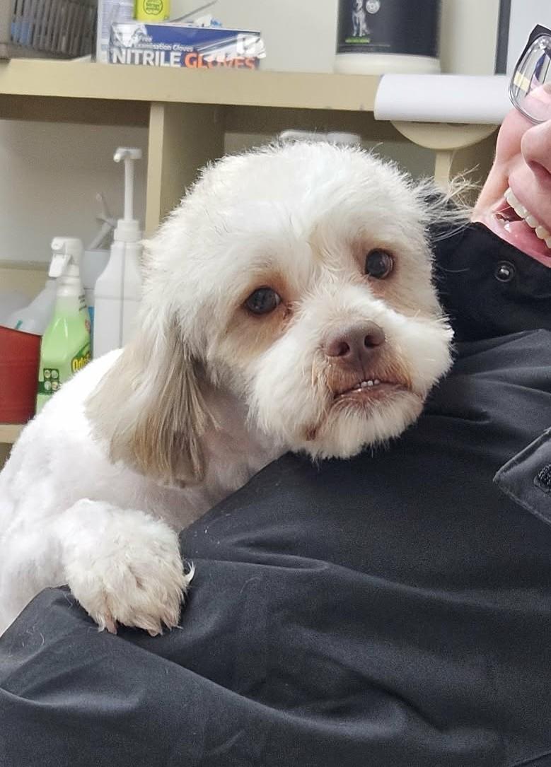 Tom Boy, ADOPTABLE, Young Male Lhasa Apso & Shih Tzu.