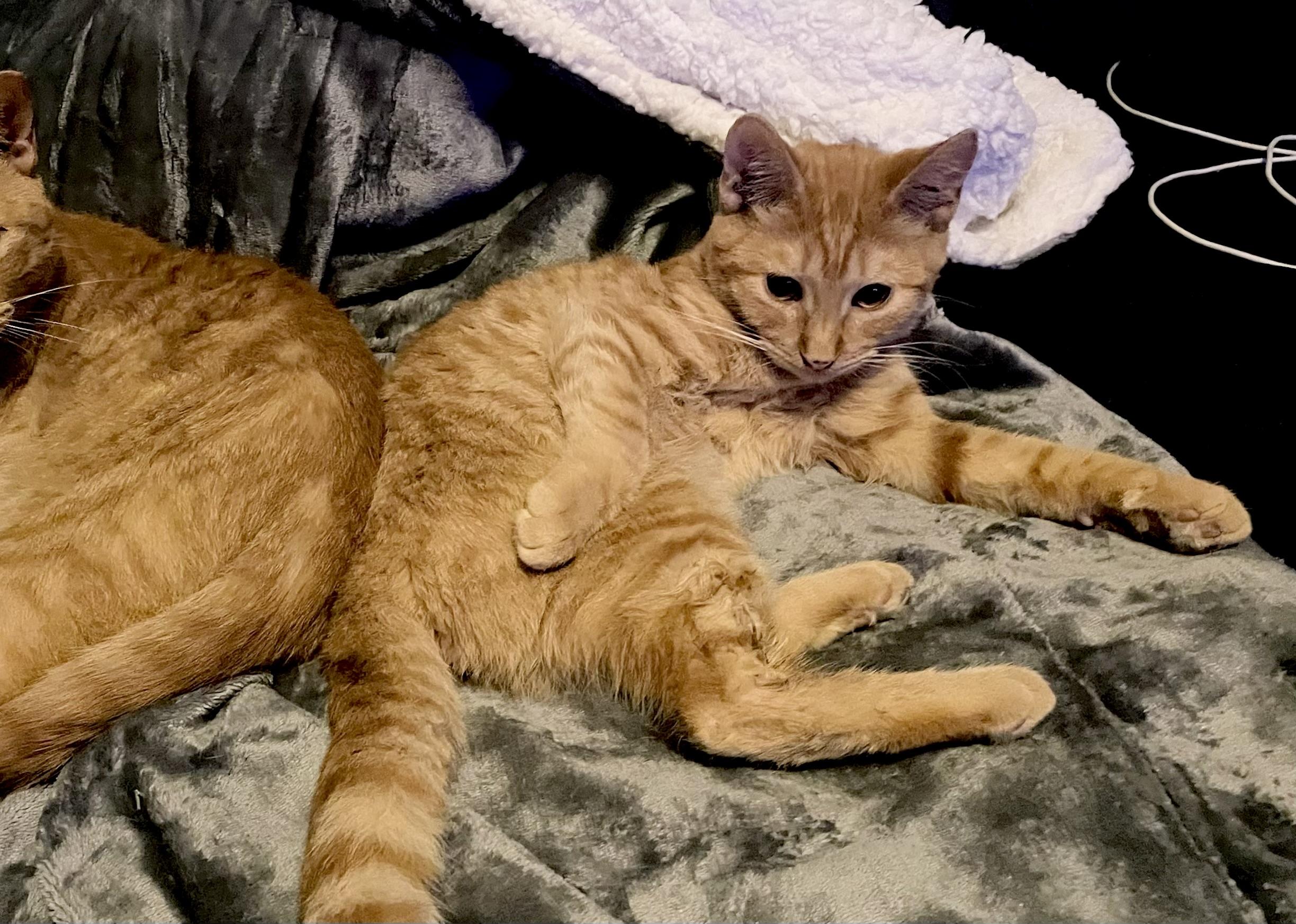 Boone, a Adoptable Domestic Short Hair in Goodyear, AZ image 2/3