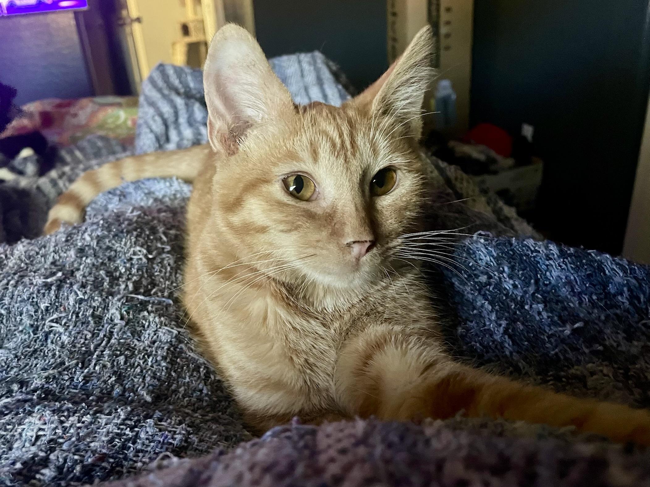 Boone, a Adoptable Domestic Short Hair in Goodyear, AZ image 3/3