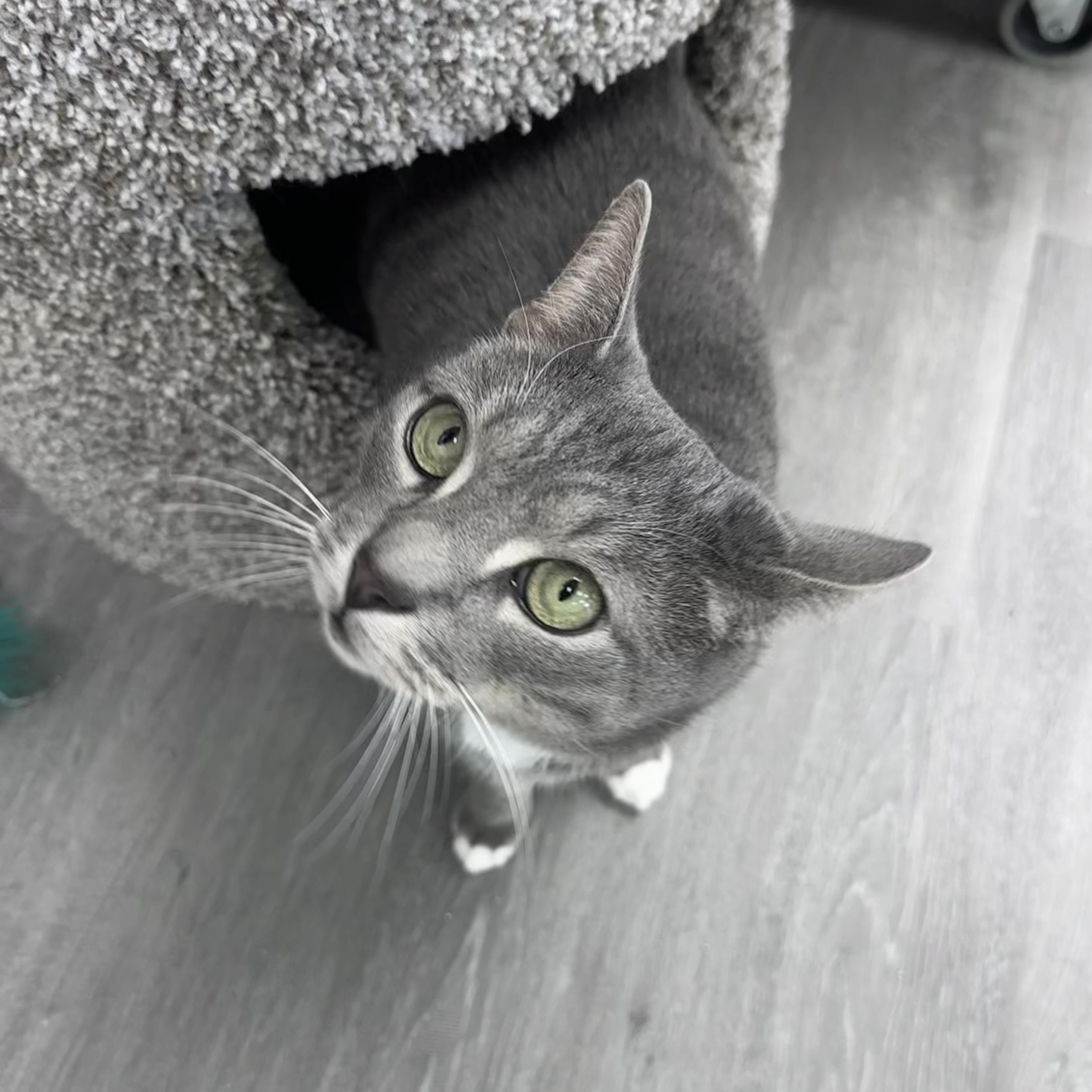 Enlarge Bennie, an adopted Domestic Short Hair in Blaine , MN image 5/6