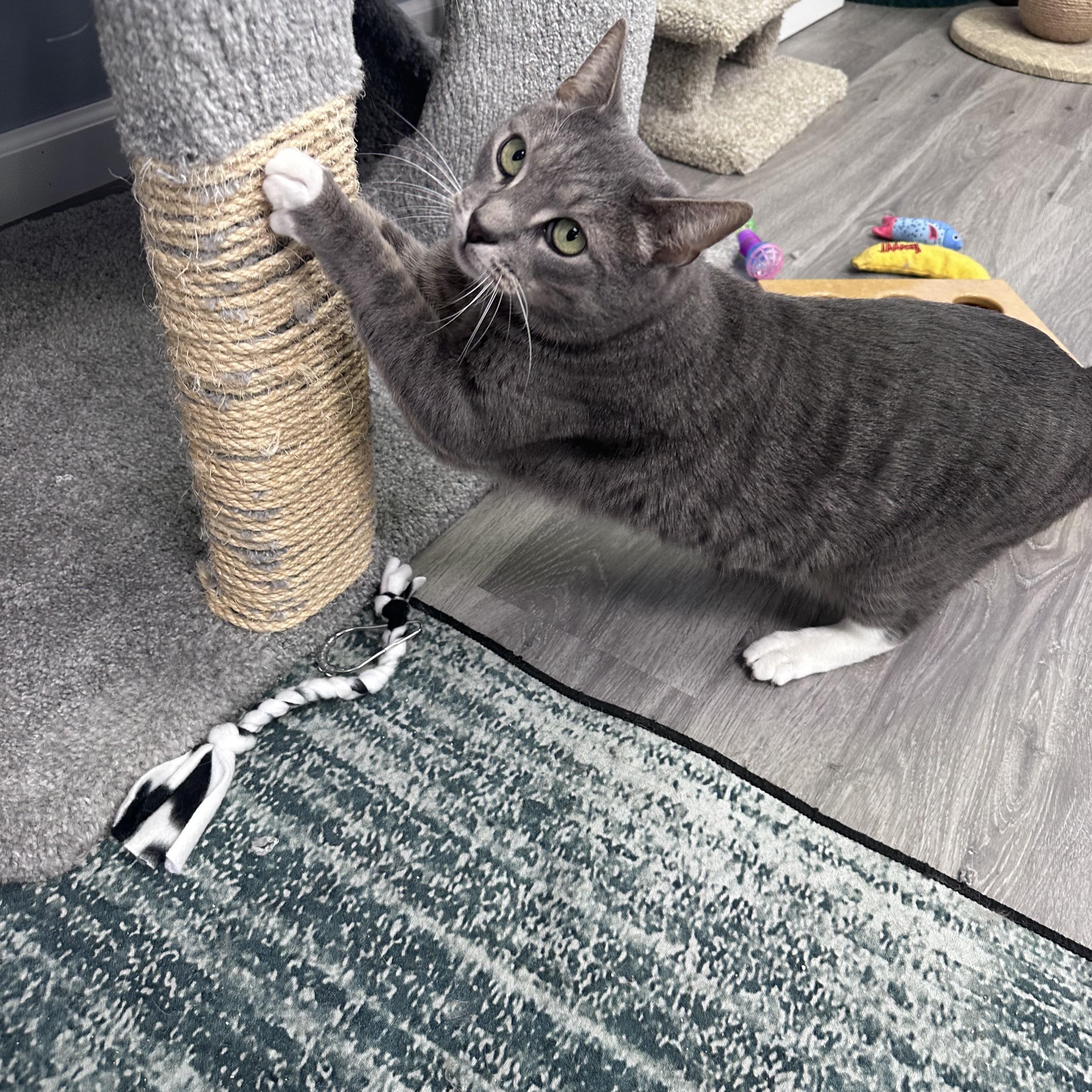 Enlarge Bennie, an adopted Domestic Short Hair in Blaine , MN image 3/6