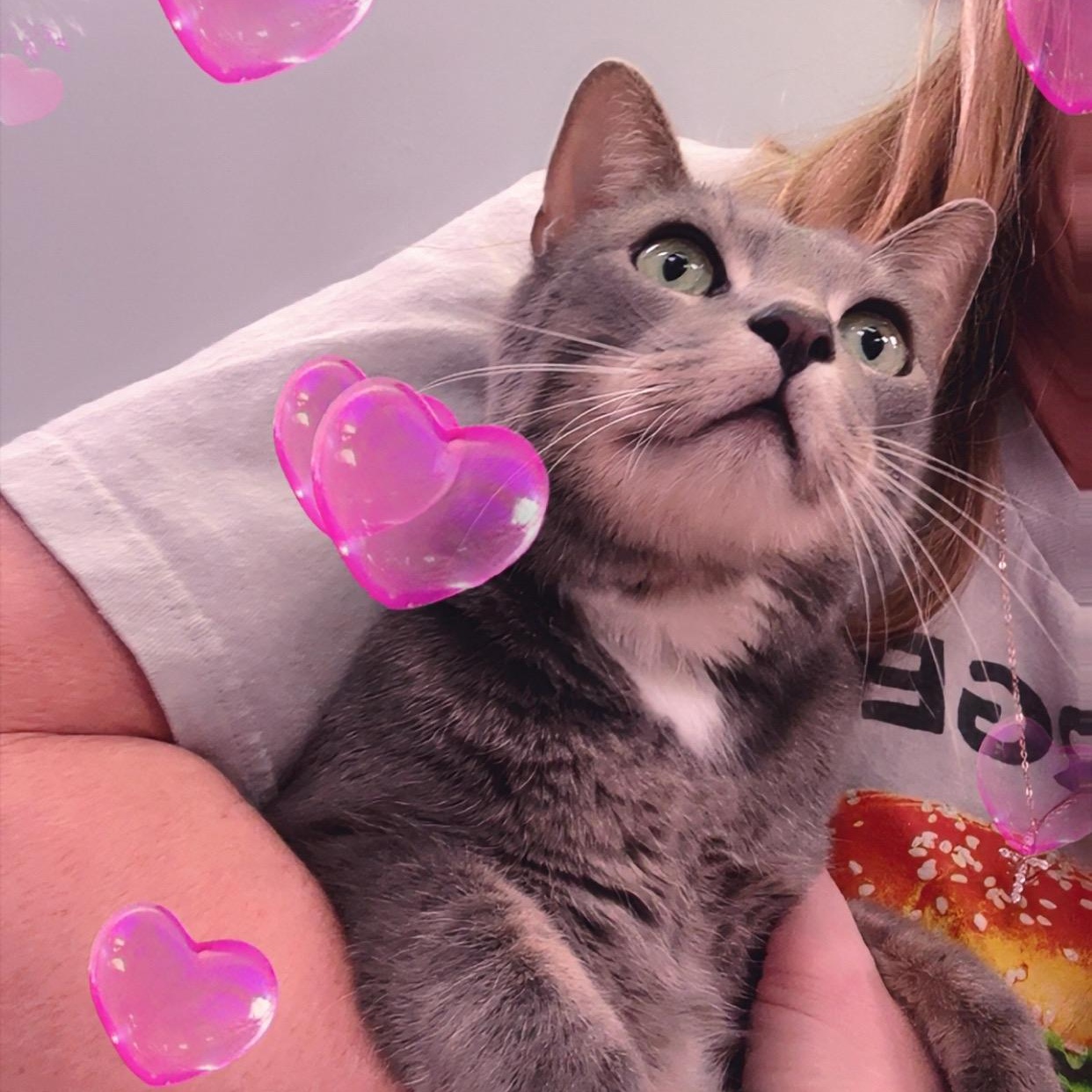 Enlarge Bennie, an adopted Domestic Short Hair in Blaine , MN image 4/6