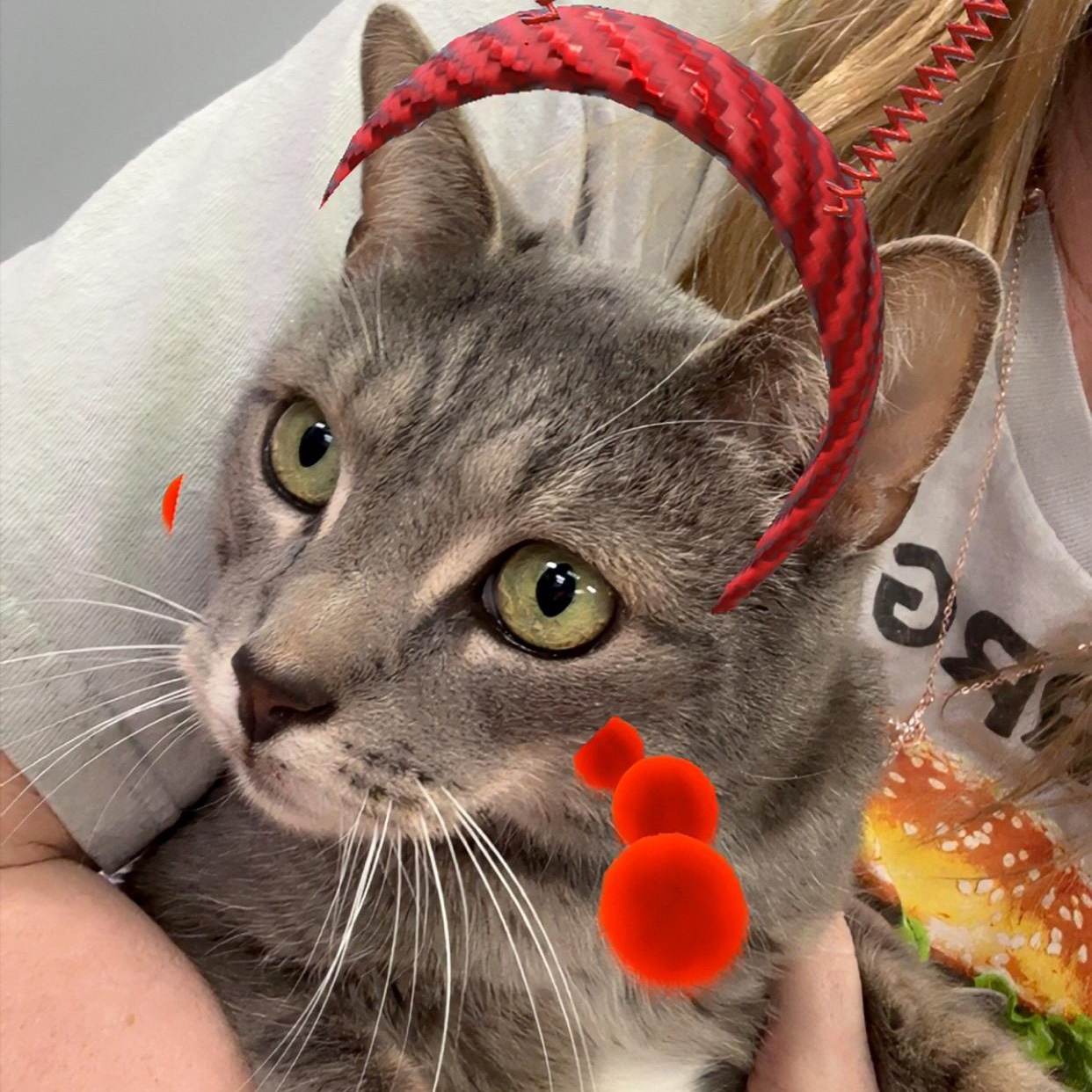 Enlarge Bennie, an adopted Domestic Short Hair in Blaine , MN image 2/6