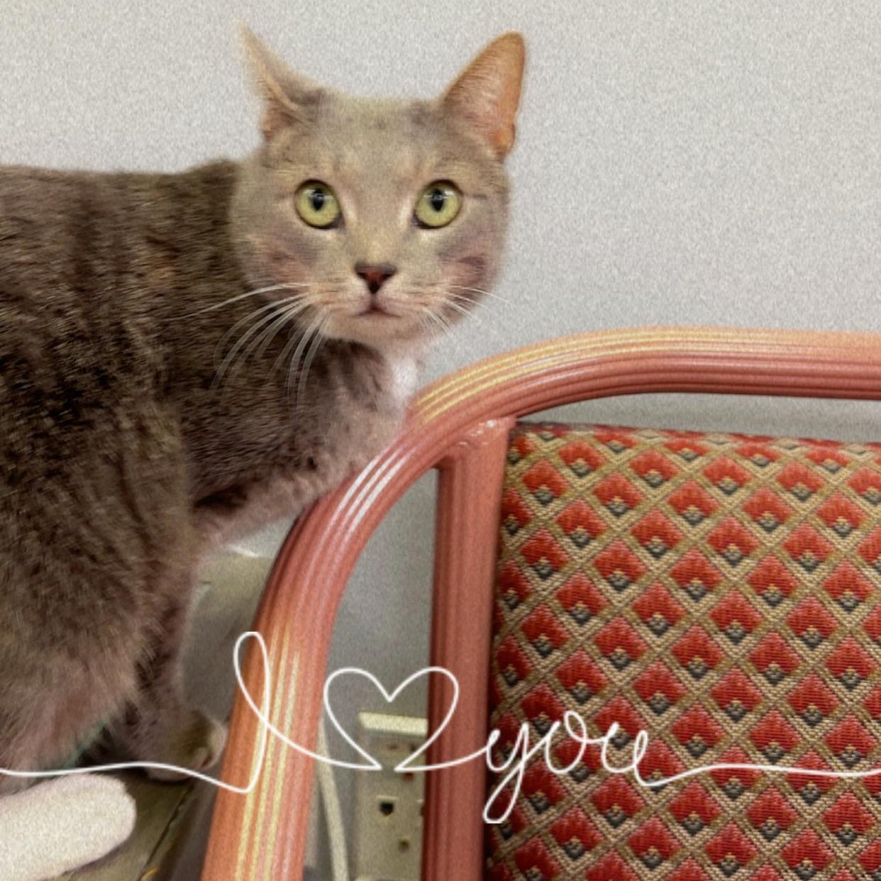 Enlarge Bennie, an adopted Domestic Short Hair in Blaine , MN image 6/6