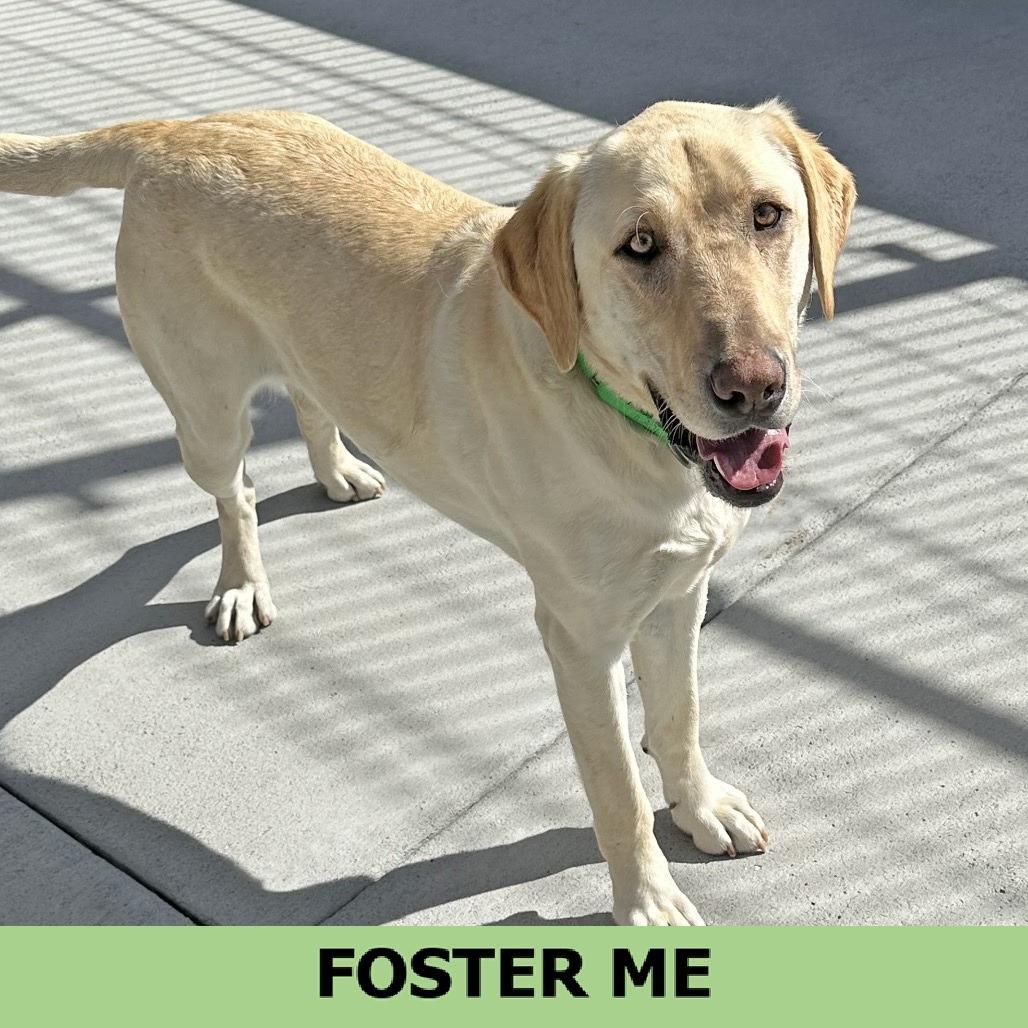 Enlarge Sunny, a Adoptable Mixed Breed in Hailey, ID image 1/6