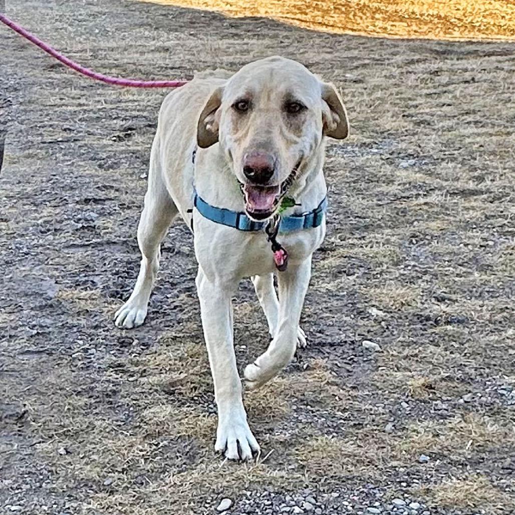 Enlarge Sunny, a Adoptable Mixed Breed in Hailey, ID image 2/6