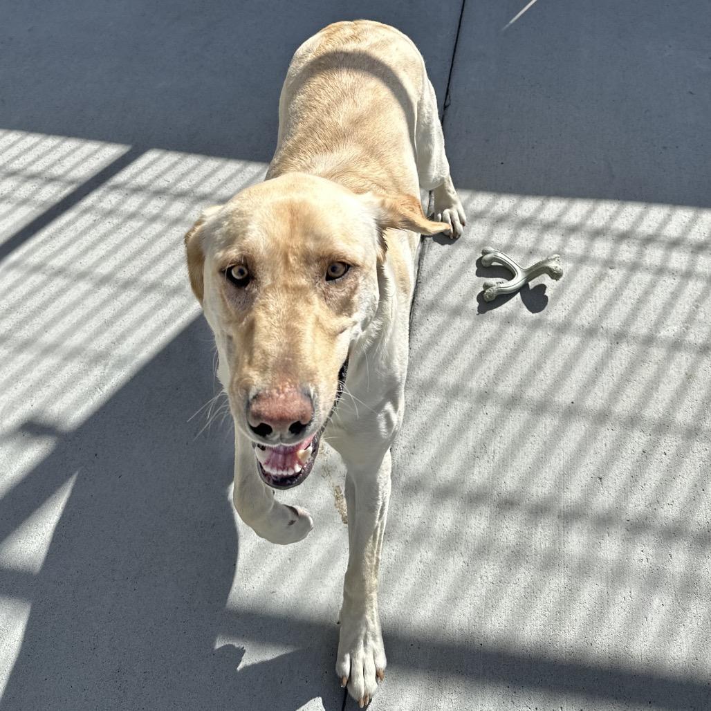 Enlarge Sunny, a Adoptable Mixed Breed in Hailey, ID image 3/6