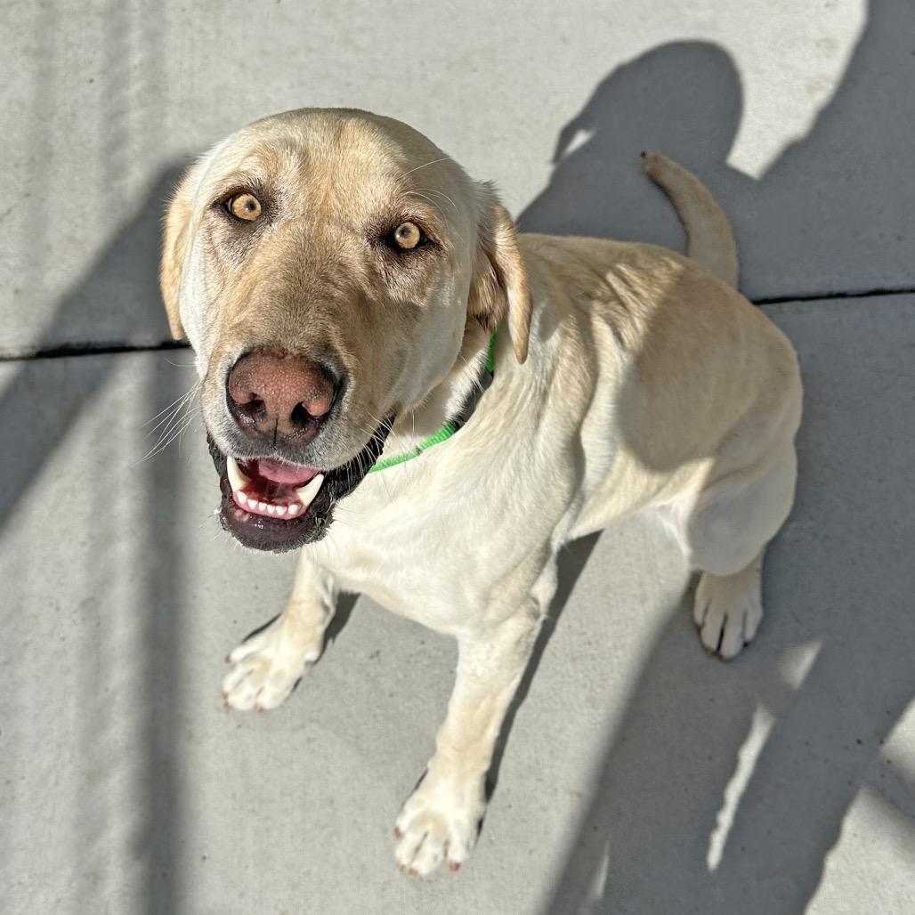 Enlarge Sunny, a Adoptable Mixed Breed in Hailey, ID image 4/6