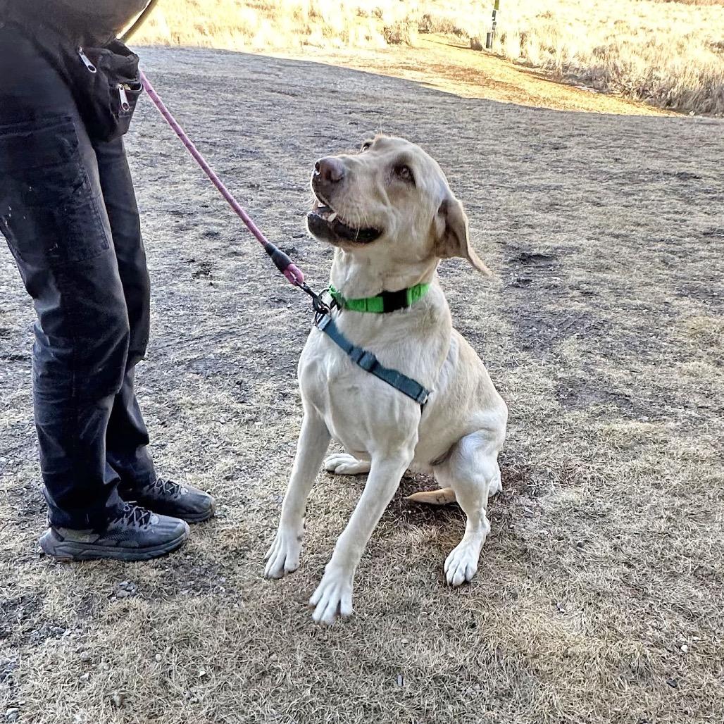 Enlarge Sunny, a Adoptable Mixed Breed in Hailey, ID image 5/6