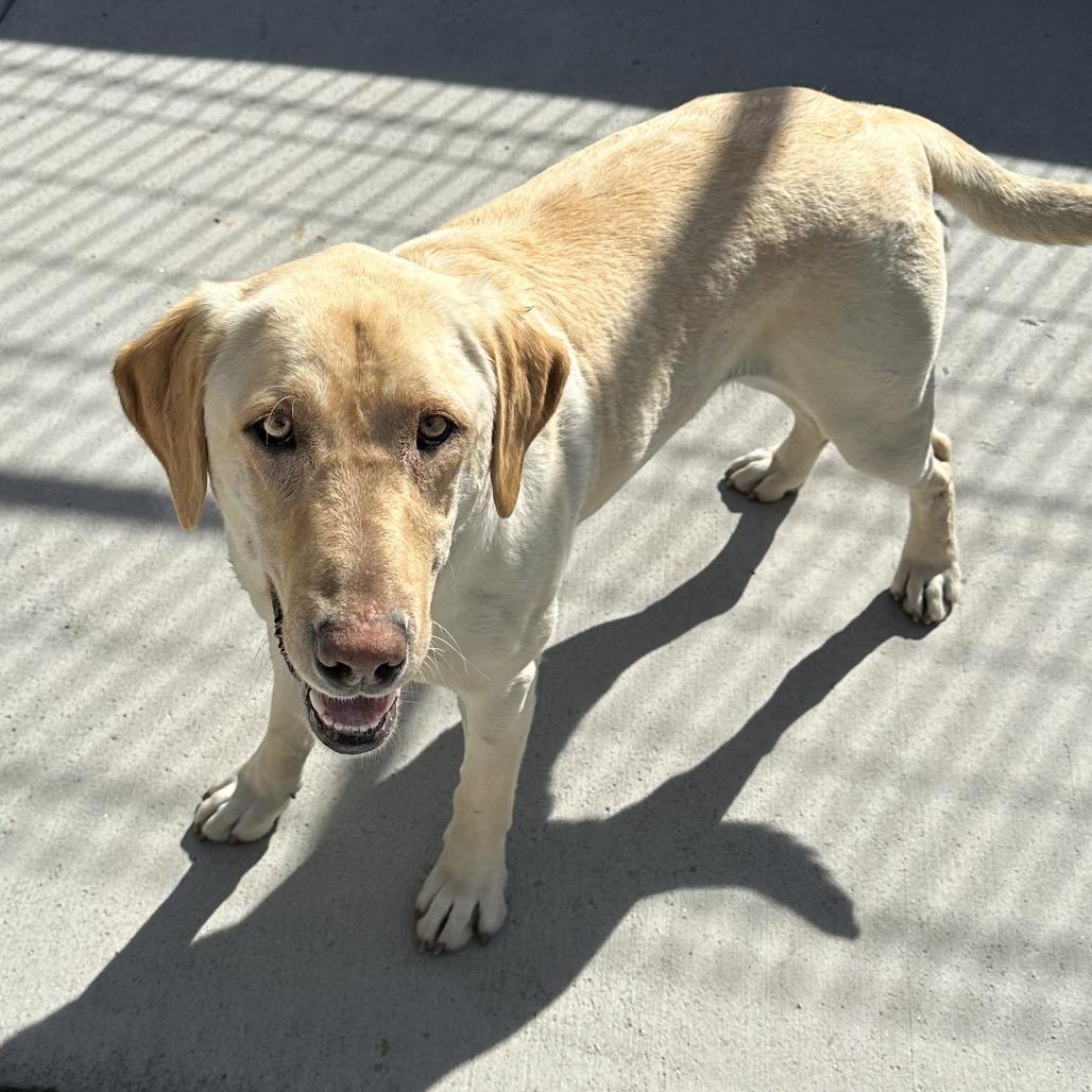 Enlarge Sunny, a Adoptable Mixed Breed in Hailey, ID image 6/6