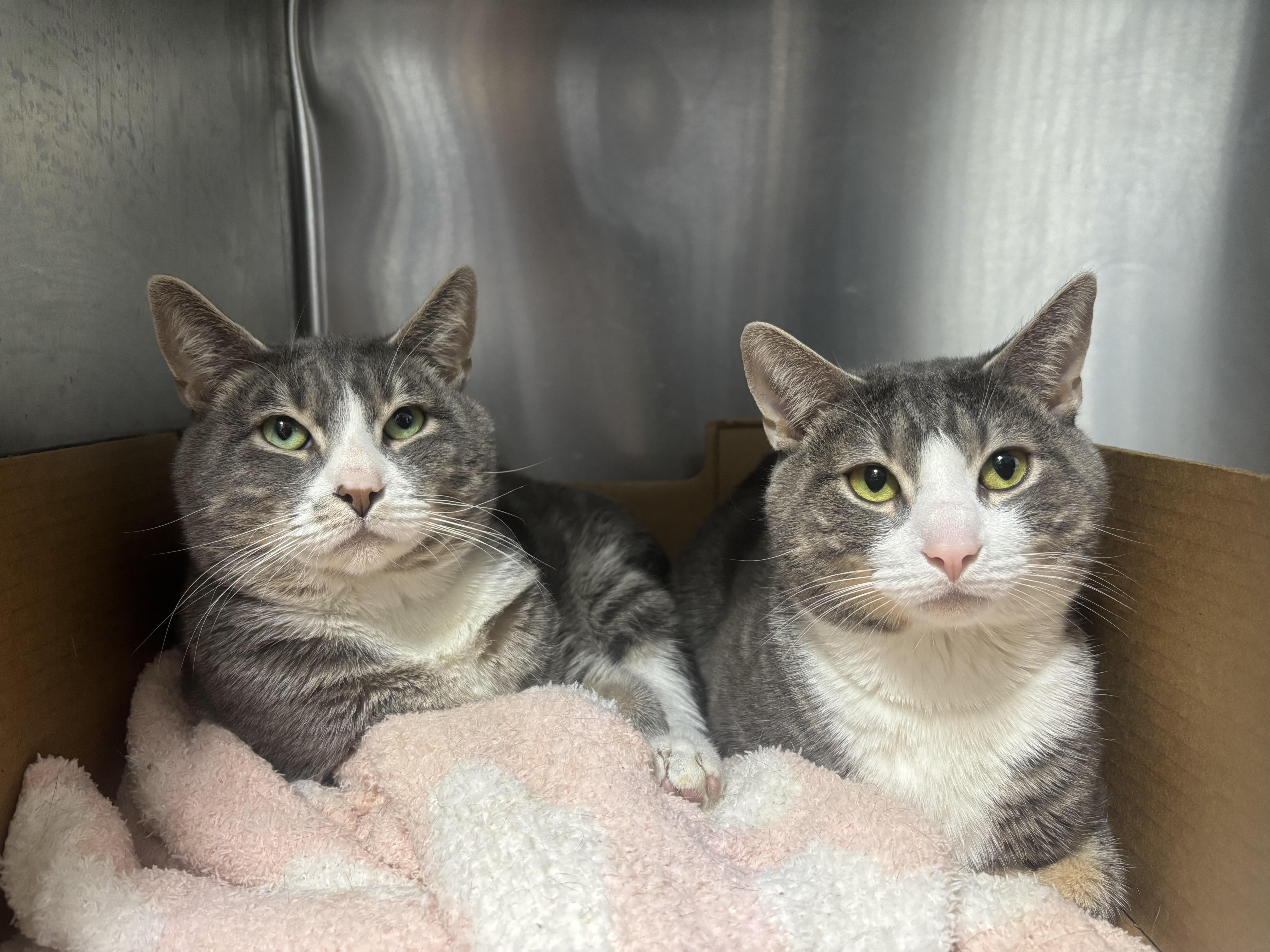 Mochi and Matcha, ADOPTABLE, Adult Male Domestic Short Hair.