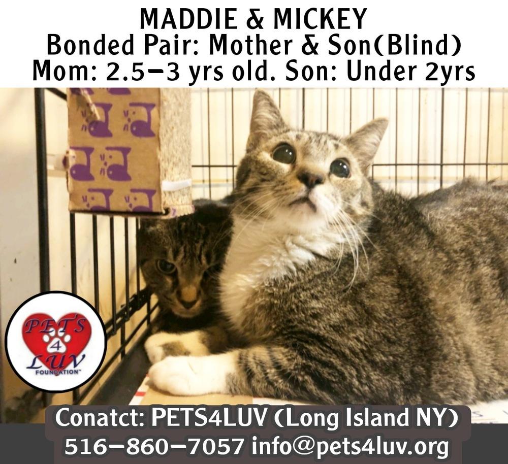 Enlarge Maddie Laurelton, a Adoptable mixed breed in Westbury, NY image 1/1