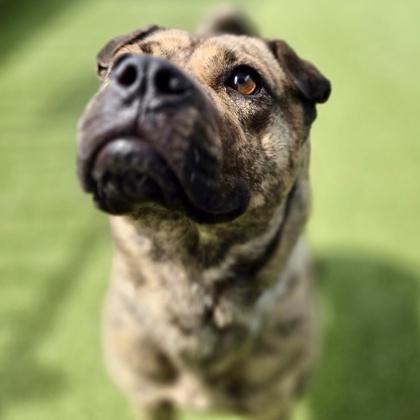 Maggie, Adoptable, Adult Female Shar-Pei & Mixed Breed.