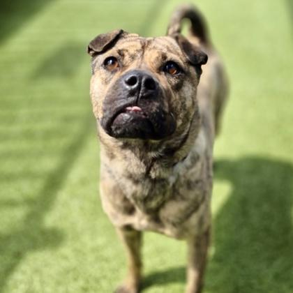 Enlarge Maggie, a Adoptable mixed breed in Merriam, KS image 2/2