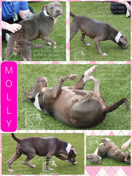 Enlarge MOLLY, a Adoptable mixed breed in Kenansville, NC image 1/1