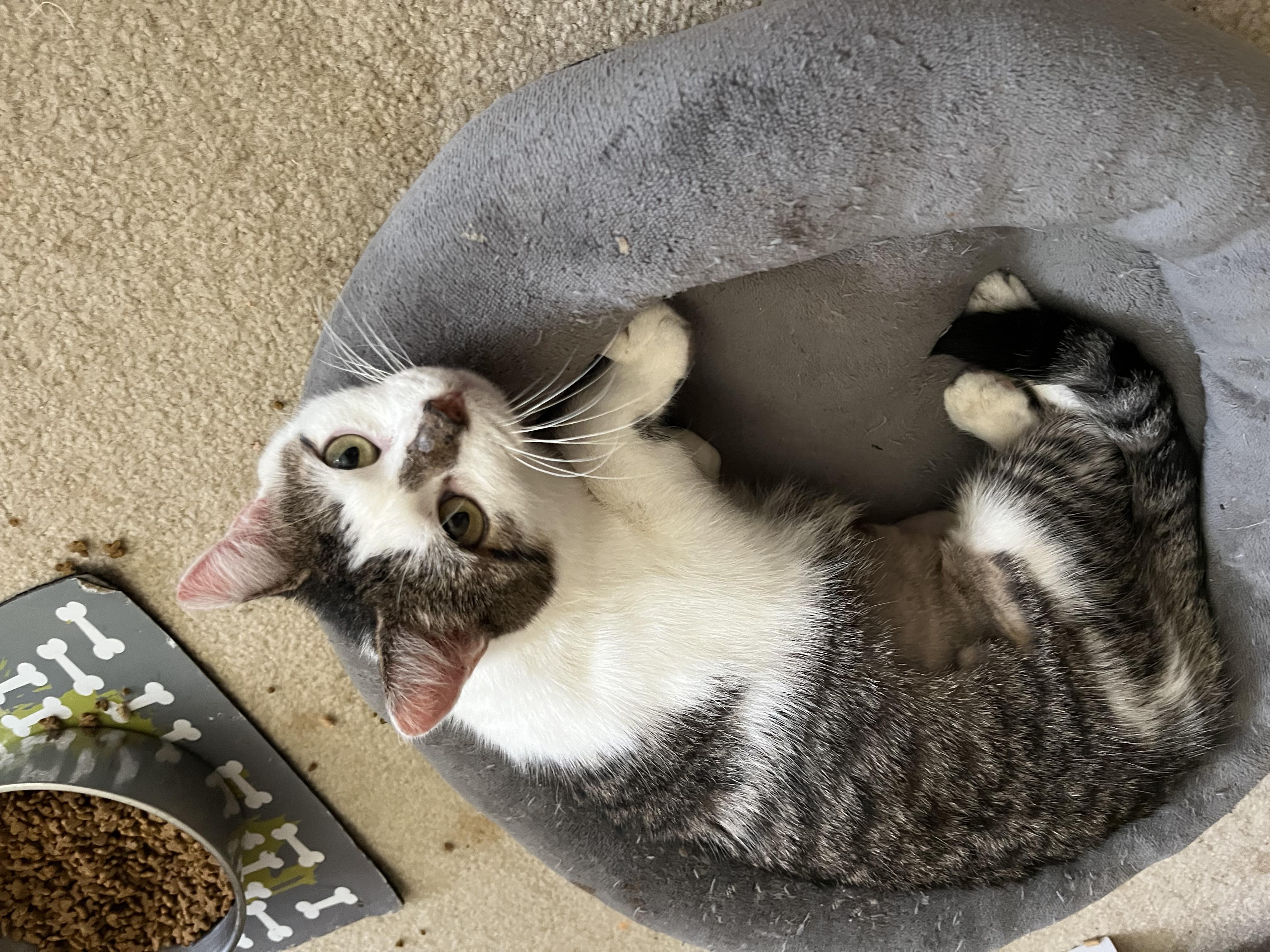 Enlarge Gypsy, a Adoptable Domestic Short Hair in Landenberg, PA image 1/1