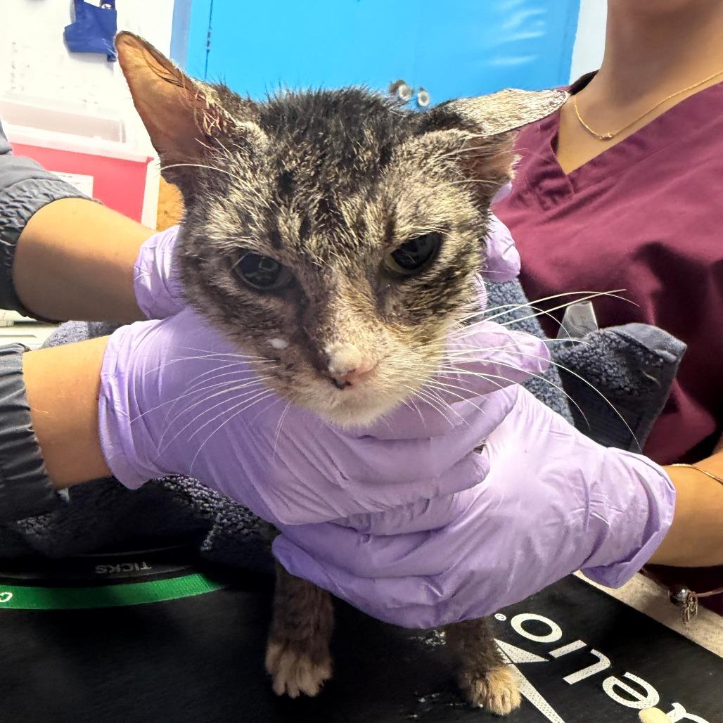 Enlarge Megara, a Adoptable Domestic Short Hair in Wahiawa, HI image 1/1