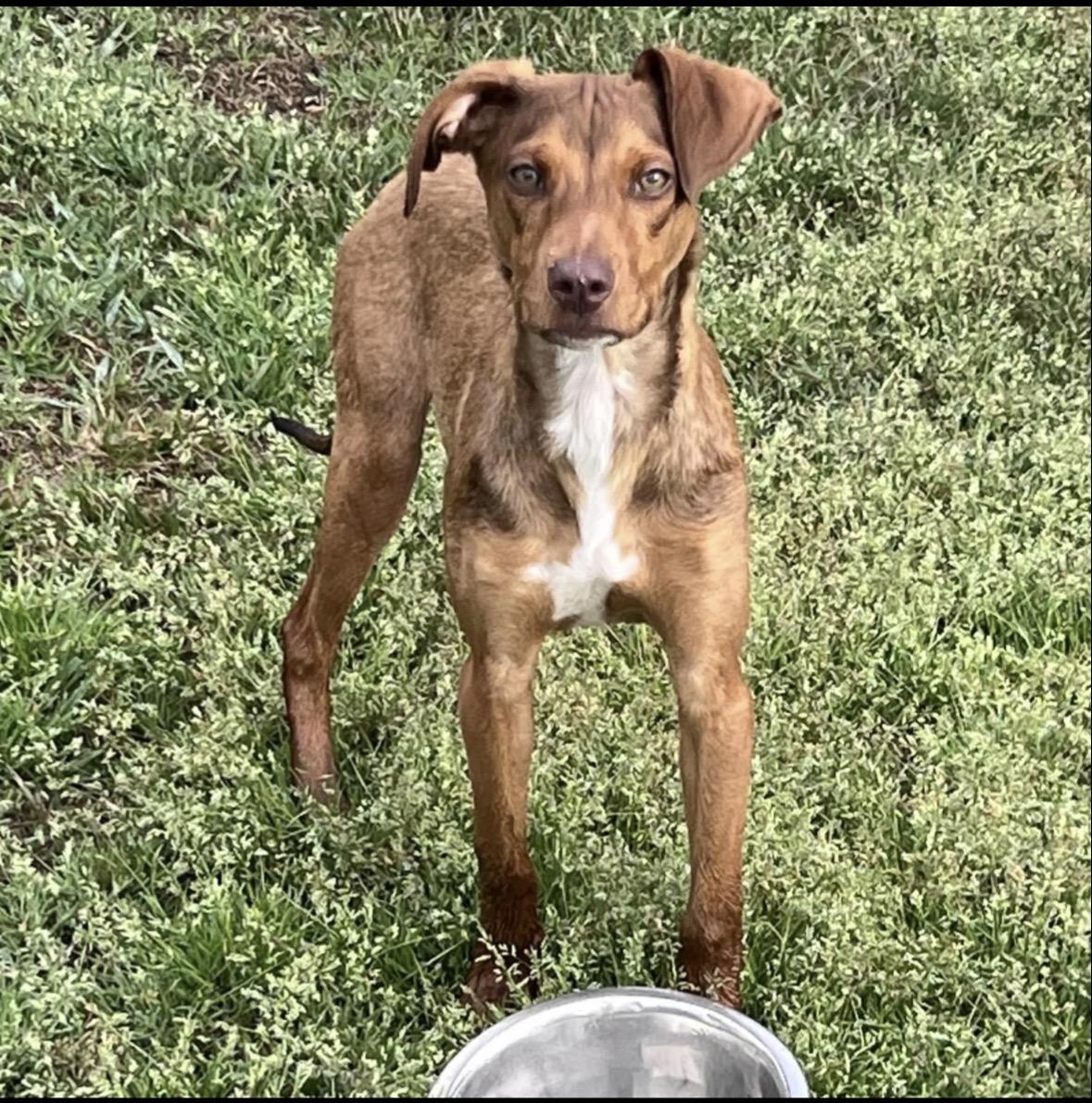 Butters, a ADOPTABLE Mixed Breed in Conway, SC image 2/3