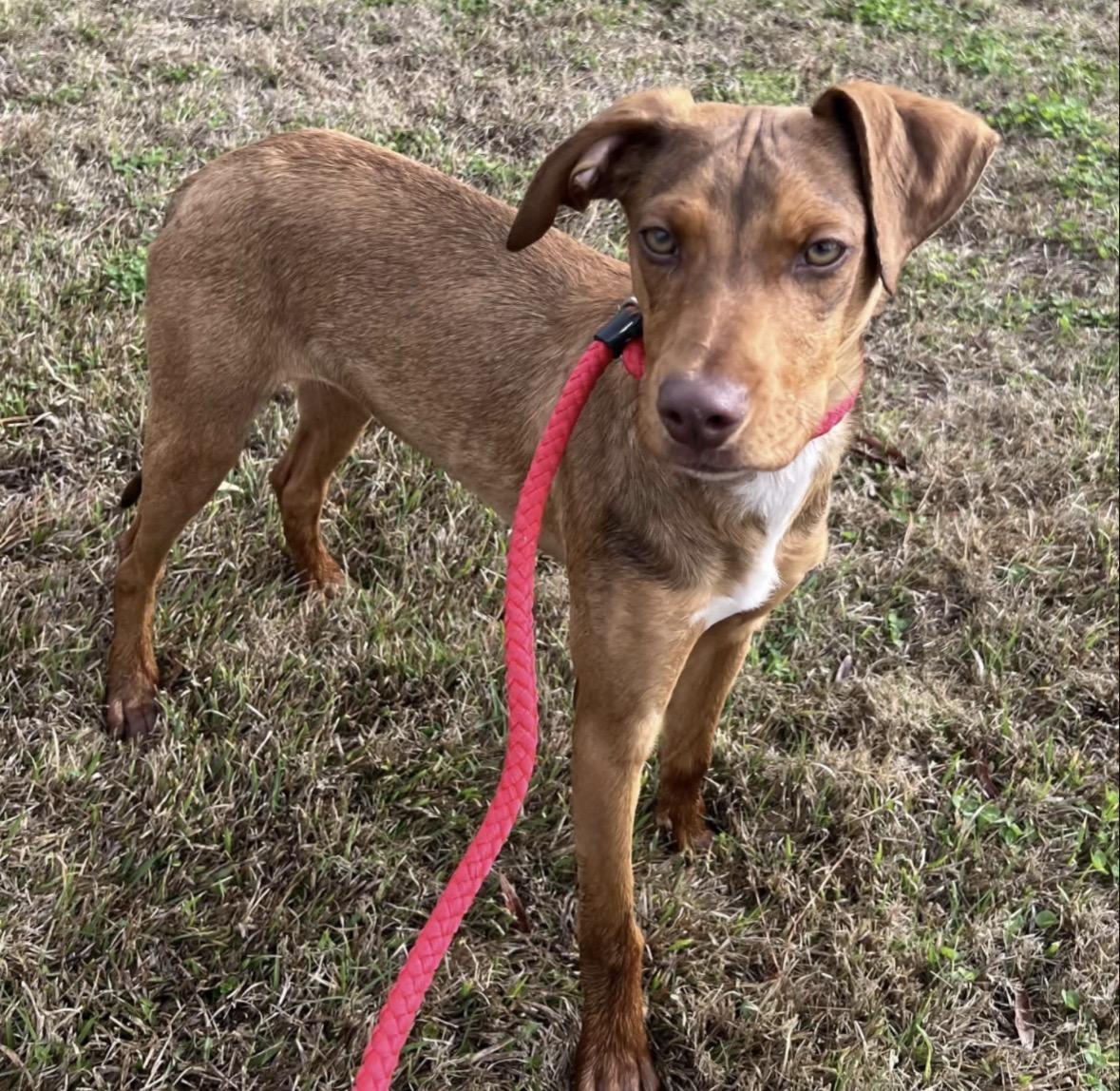 Butters, ADOPTABLE, Young Male Mixed Breed.