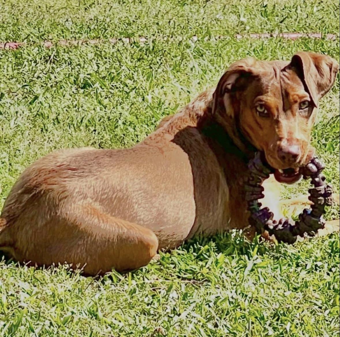 Butters, a ADOPTABLE Mixed Breed in Conway, SC image 3/3