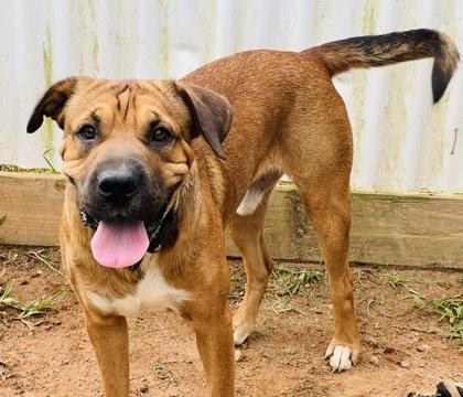 Enlarge Vinny Fostered  HW Fee Waived, a Adoptable mixed breed in Seneca, SC image 1/3