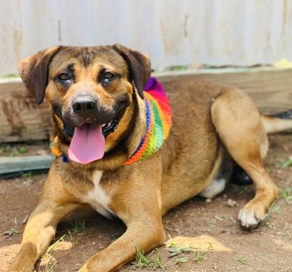 Vinny Fostered  HW Fee Waived, Adoptable, Young Male Shepherd & Mixed Breed.