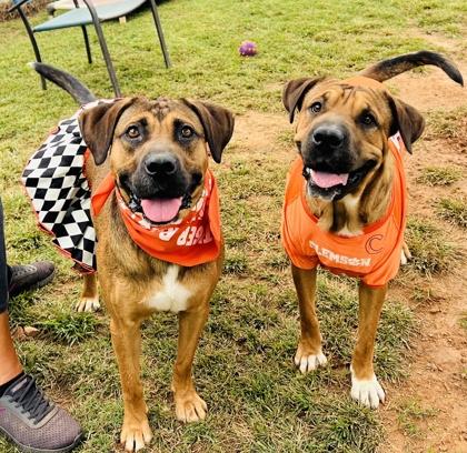 Enlarge Vinny Fostered  HW Fee Waived, a Adoptable mixed breed in Seneca, SC image 2/3
