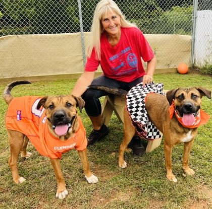 Enlarge Vinny Fostered  HW Fee Waived, a Adoptable mixed breed in Seneca, SC image 3/3