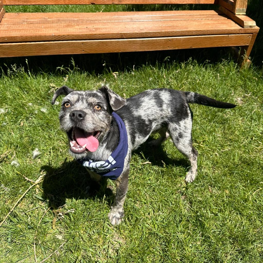 Oliver, Adoptable, Young Male French Bulldog & American Bulldog.